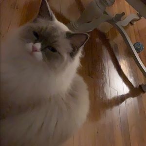 Meet your Posher, Devan